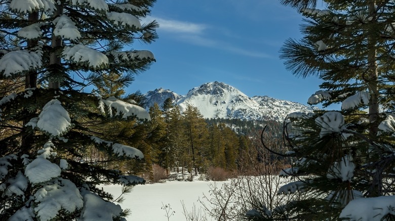 Snowy mountains and pines at Lassen Volcanic National Park, California