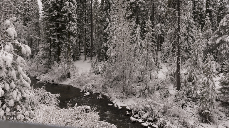 Winter snow-covered pines in Lassen Volcanic National Park, California