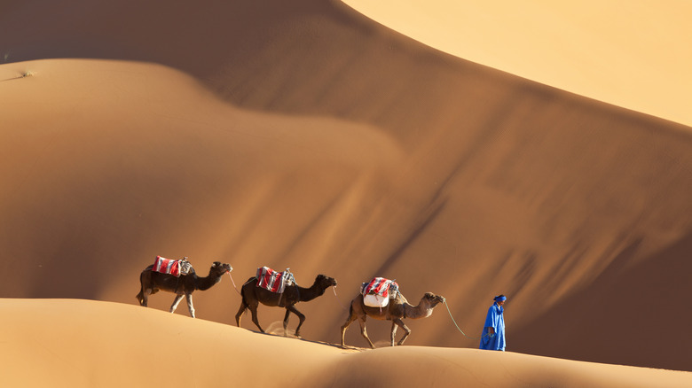 Berber man walking camels in the dune, Erg Chebbi