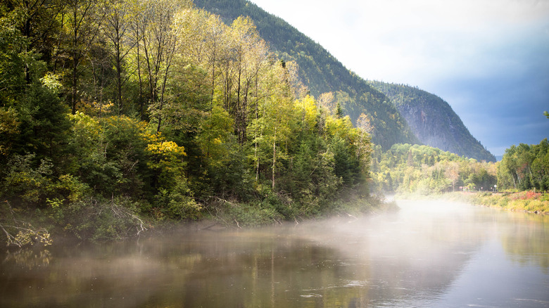 Trees and a misty fog over the water at Saguenay Fjord National Park in Quebec, Canada