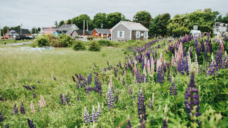 Purple lupines blooming in front of Victoria-by-the-Sea, Prince Edward Island