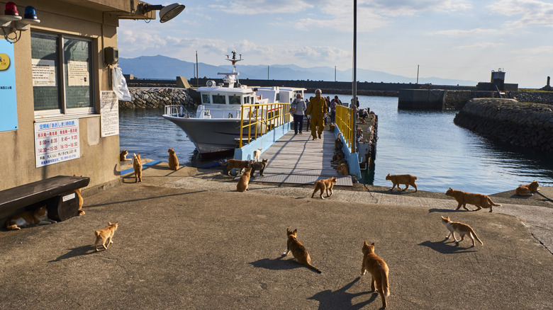 Cats near the port on Aoshima Island, Japan