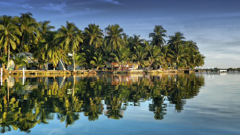 Palm tree lined beach in Belize