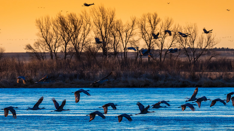 Sandhill cranes migrating through Grand Island, Nebraska