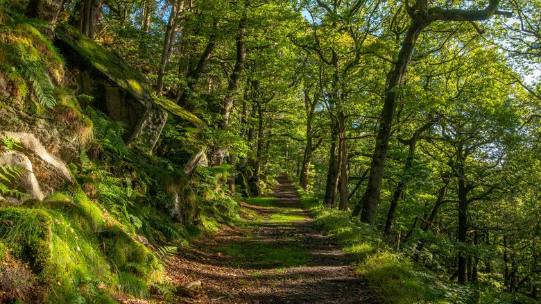 Padley Gorge park