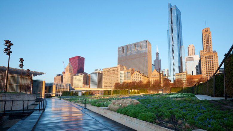 Rooftop garden in Chicago with buildings in the background