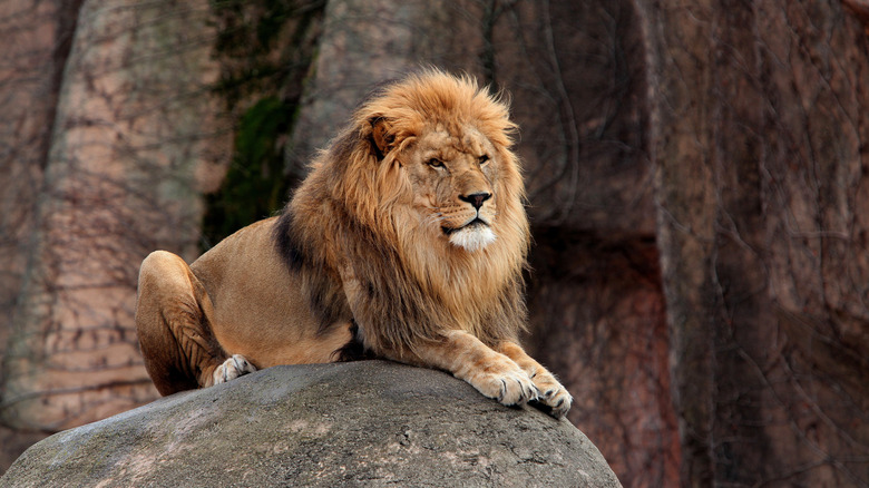 Lion at The Lincoln Park Zoo