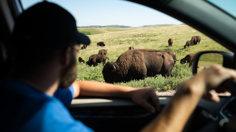 man watching bison out car window