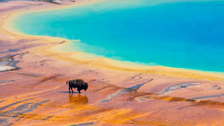 bison on edge of turquoise hot spring at Yellowstone