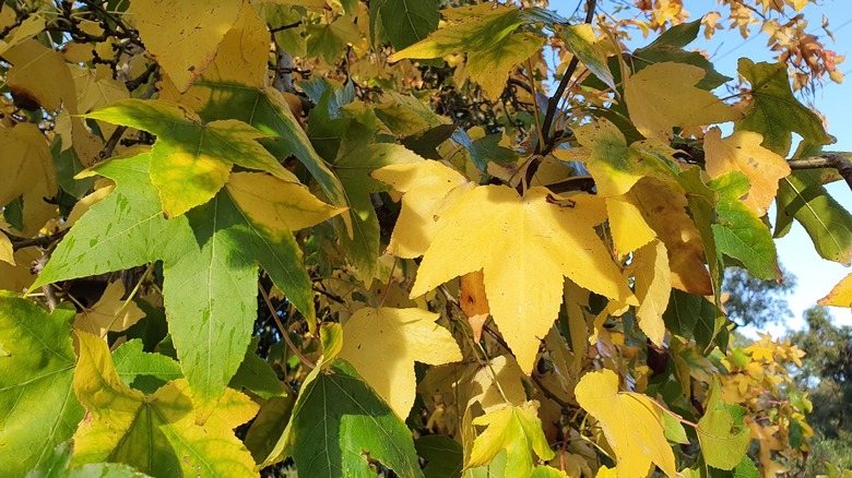 muted colors on changing leaves