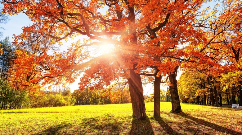 sunlight shining through fall trees