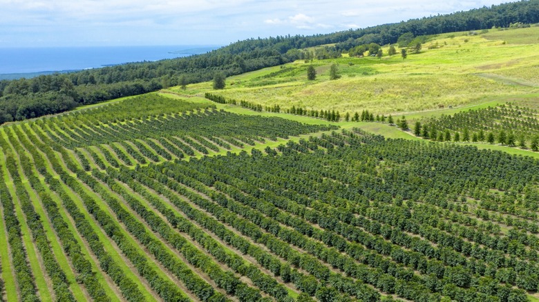 Aerial view of a Kona coffee plantation on Big Island in Hawaii