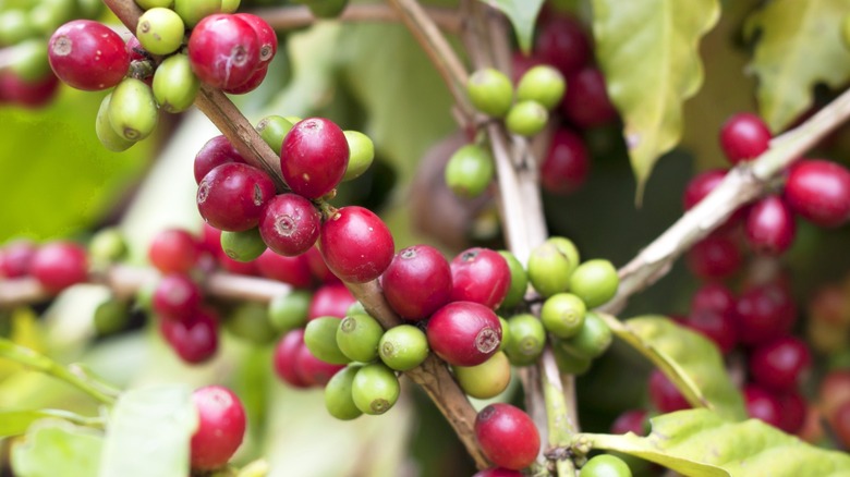 Close-up of coffee beans on the plant in Kona, Big Island, Hawaii