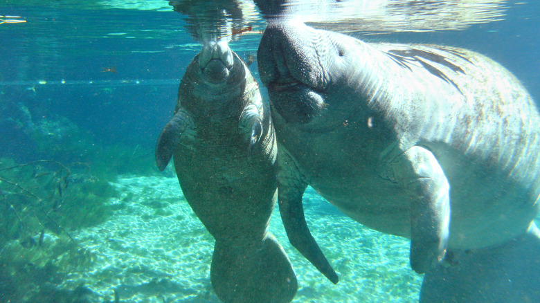 Manatee swimming