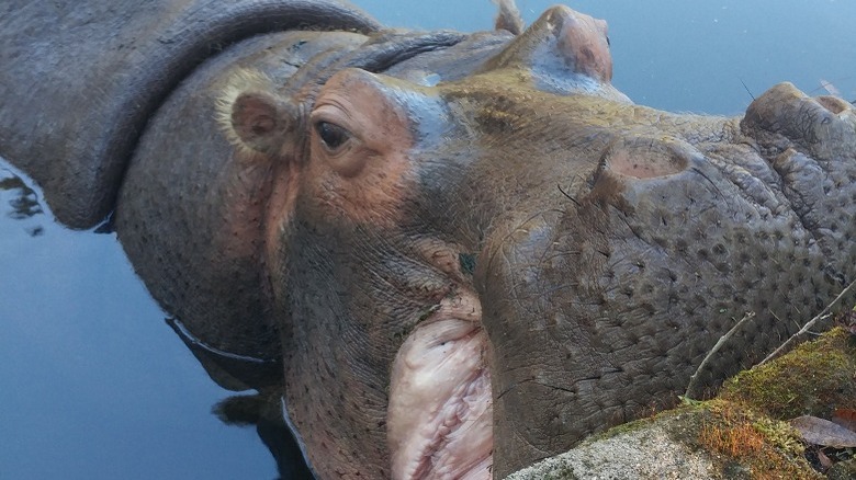 Lu the Homosassa Hippo