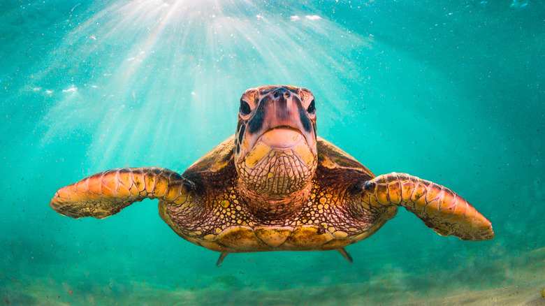 A green sea turtle underwater