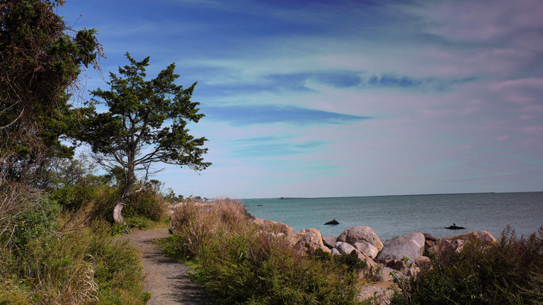 Nature trail overlooking beach at Hammonasset Beach State Park