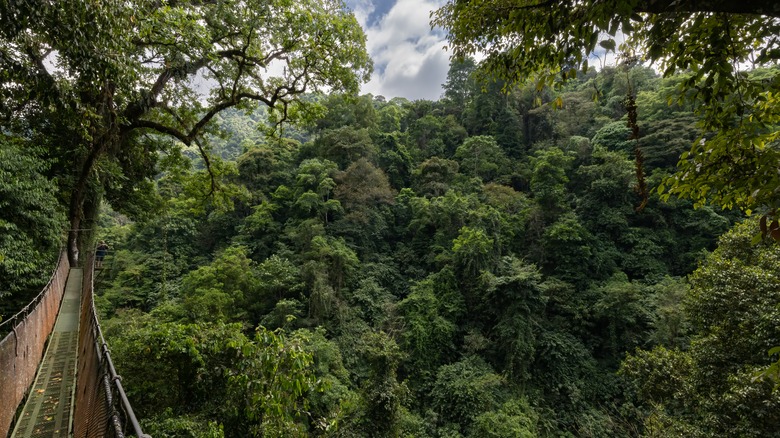 Rainmaker Conservation Park suspension bridge jungle