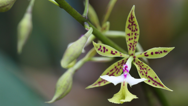 An up-close view of an orchid at the Monteverde Orchid Garden, Costa Rica