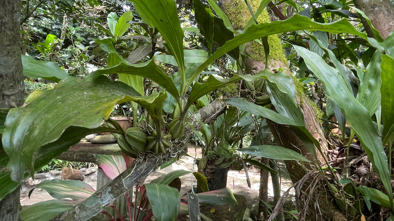 The lush greenery surrounding the paths of the Monteverde Orchid Garden, Costa Rica