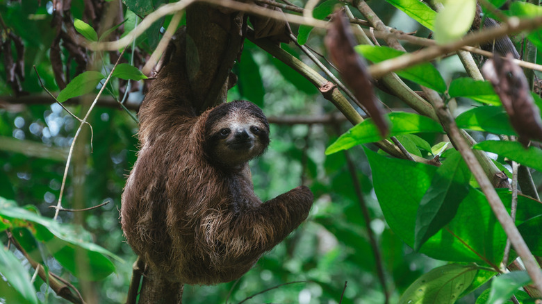 Sloth climbing through tree branches