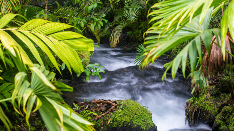 River flowing through jungle in Costa Rica.