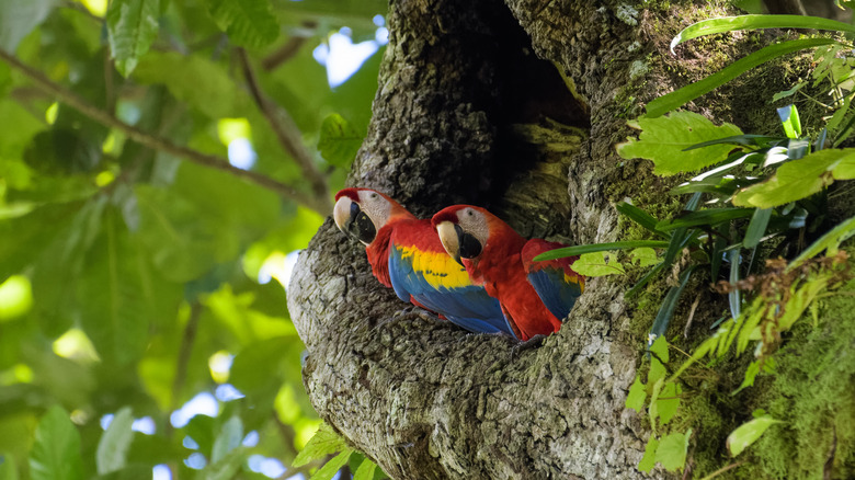 Two scarlet macaws in a tree in Carara National Park