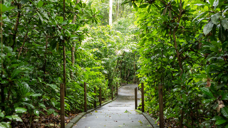 A path through the dense greenery in Carara National Park