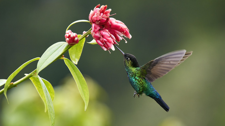 A hummingbird feeding on a flower in Costa Rica