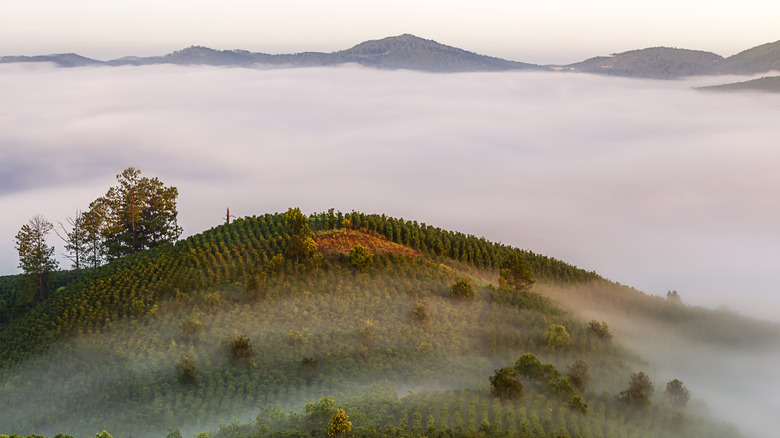 Misty morning in Da Lat