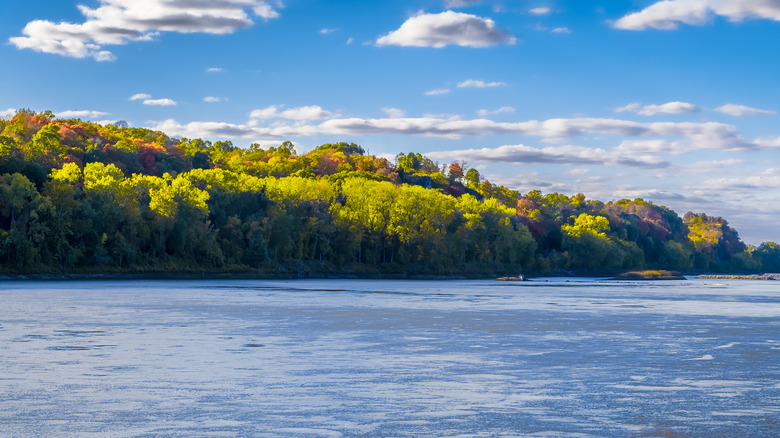 Trees overlooking the Missouri River