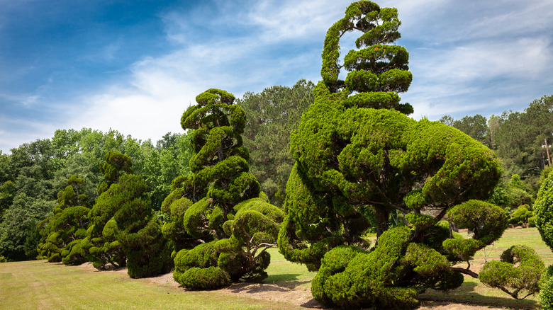 Animal-like shapes in Pearl Fryar Topiary Garden