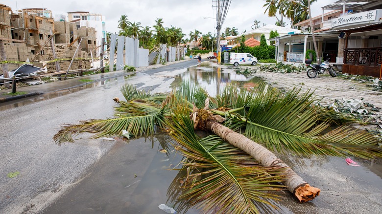 Downed tree in the aftermath of a hurricane