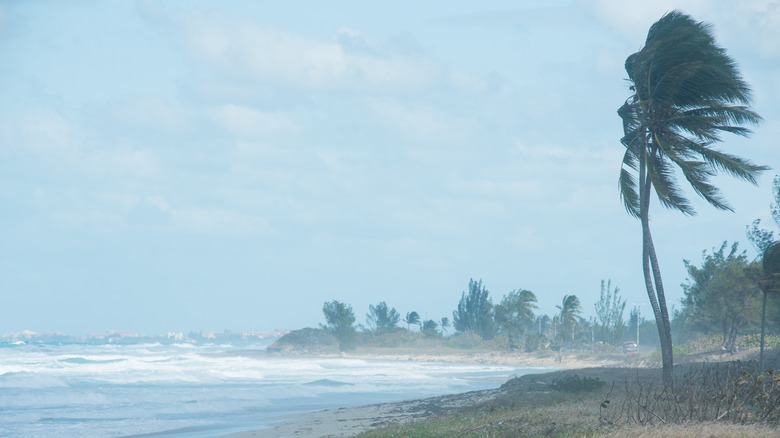 Image of hurricane winds and palm trees