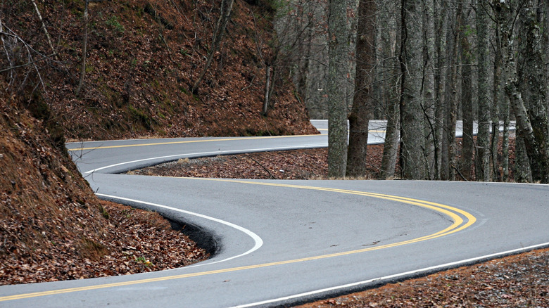 Tail Of The Dragon road through forest