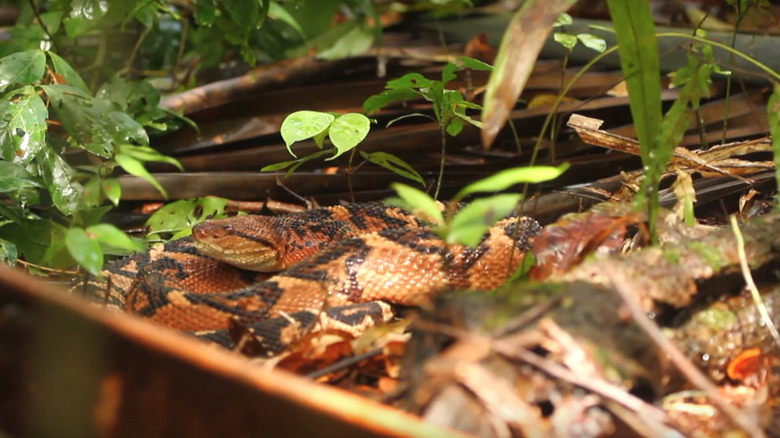 Bushmaster snake in South America