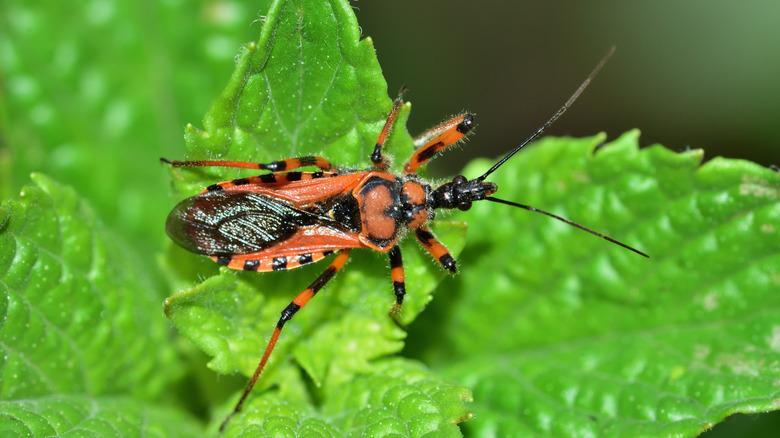 The colorful assassin bug