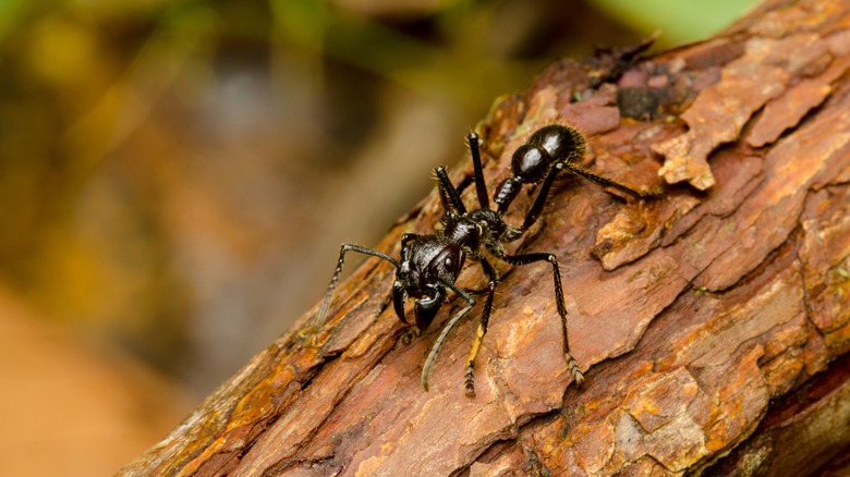 The deadly bullet ant