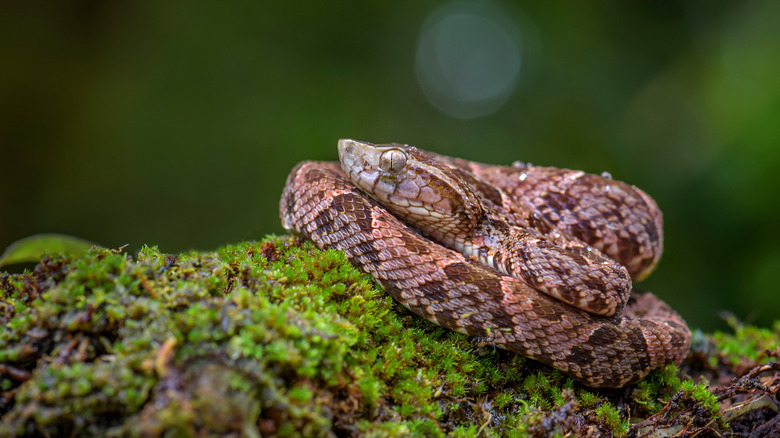Common lancehead snake