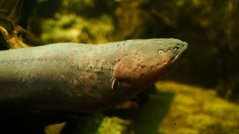 Electric eel in the Amazon