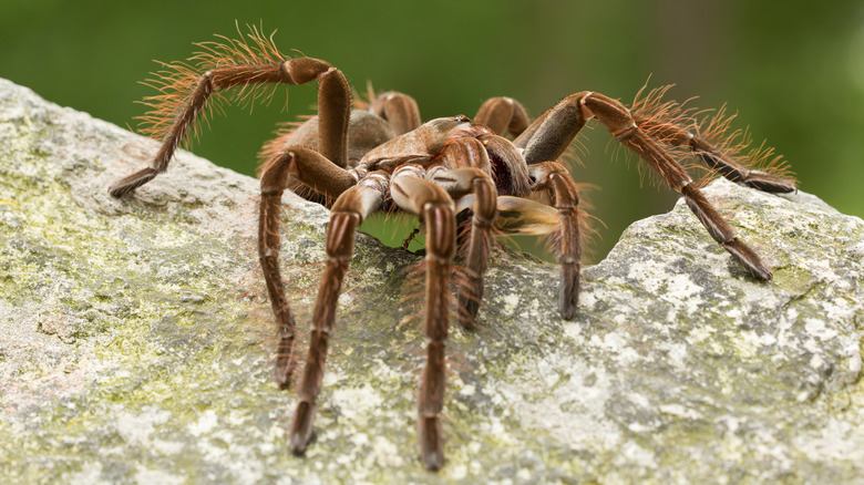 A Goliath birdeater spider