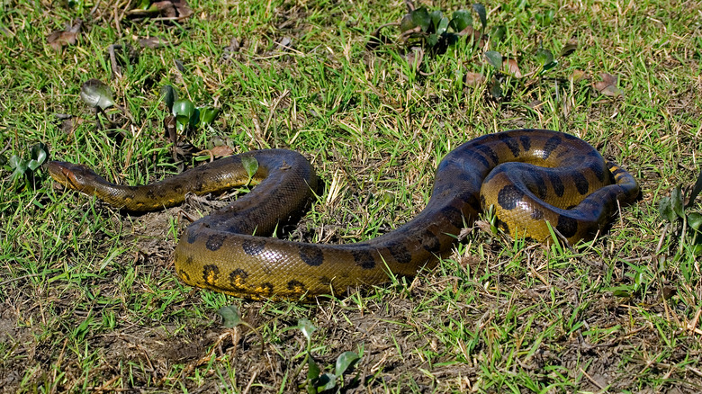 Green anaconda in South America