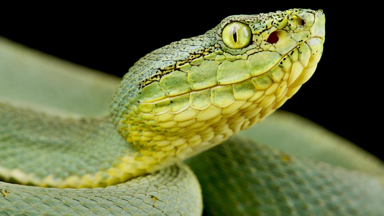 Green jararaca snake