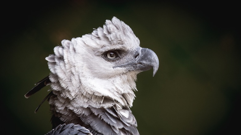 Profile of a harpy eagle