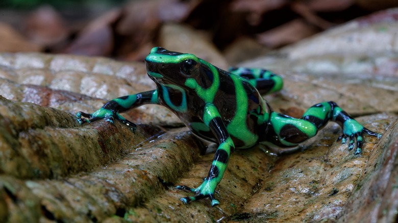 A poison dart frog