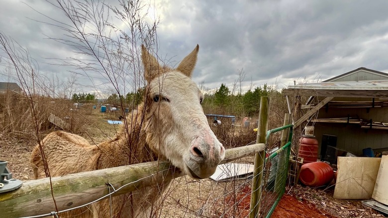 donkey at a ranch in Tuscumbia, Alabama