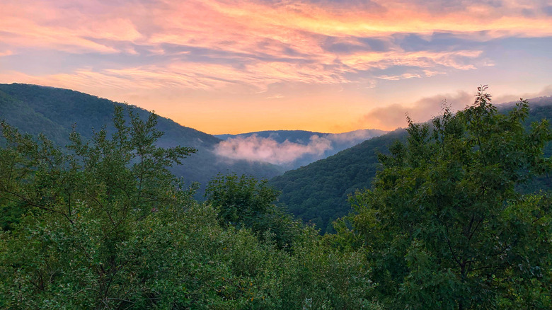 Sunset over a forest