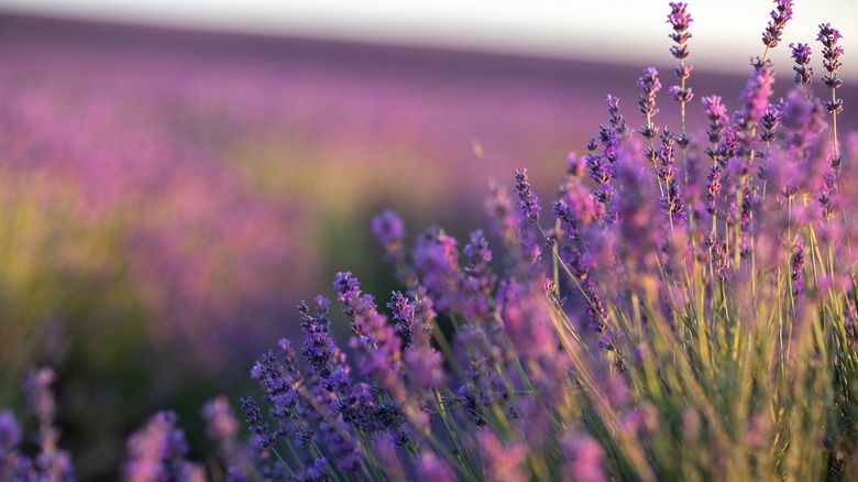 Lavender fields