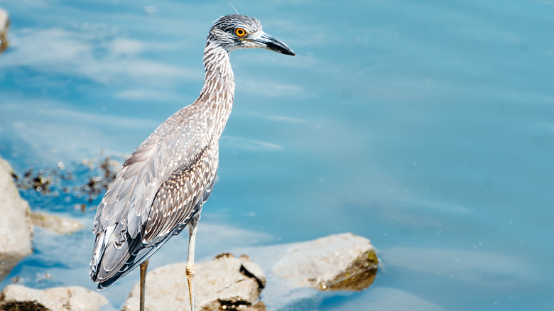 A heron perched on a rock on Burton Island, Delaware