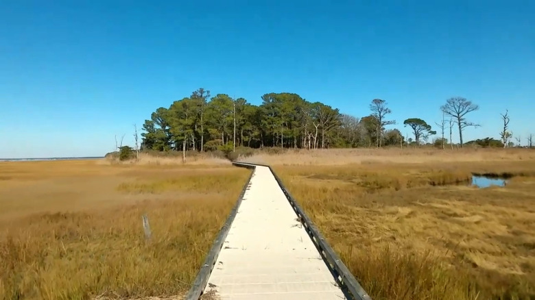 Boardwalk trail through the marshes of Burton Island